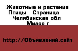 Животные и растения Птицы - Страница 2 . Челябинская обл.,Миасс г.